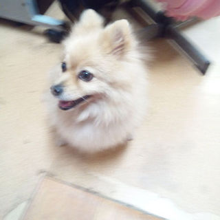 人大好きポメラニアンのマリンちゃん