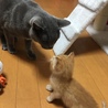 ねーねーお兄ちゃん♪ ♪      ん？？