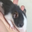 ラットの赤ちゃん産まれました。
