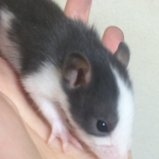 ラットの赤ちゃん産まれました。