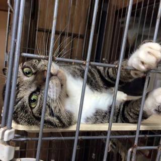 ひょうきんな食いしん坊☆男爵