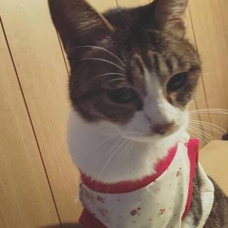 ワンコと仲良しのスーちゃん