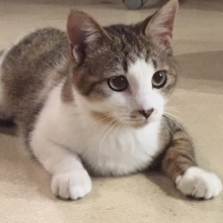 スリスリっ子愛嬌女子