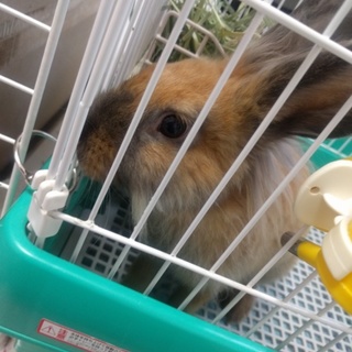 保護うさぎ16番 ふわりちゃん