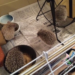 ハリネズミ(里親決定)