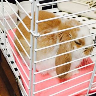 可愛いロップイヤー 応募者多数の為一時停止