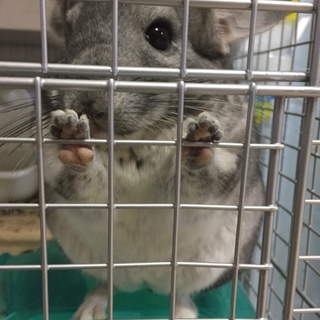 里親様が決まりました。