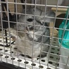 里親様が決まりました。 サムネイル2