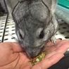 里親様が決まりました。 サムネイル3