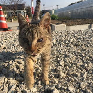 イケメンの野良猫くんです！