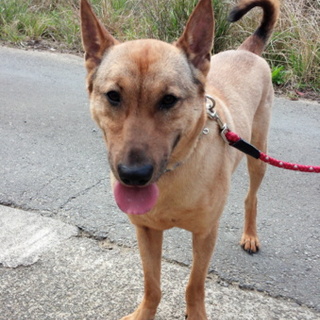 賢く可愛い　猟犬さん