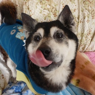 郡山市保健所　黒柴のお婆ちゃん 「さわ」ちゃん