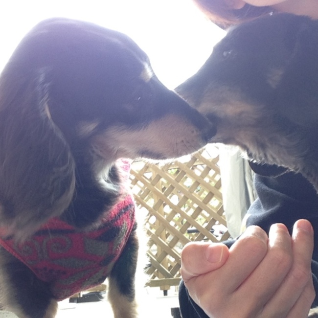 シェビ母のカバー写真