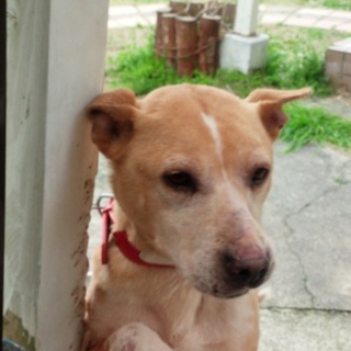 長崎から伊豆へ　奇跡の旅をした猟犬