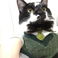 カウ