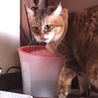 胸元の毛がいっつも濡れちゃうね。