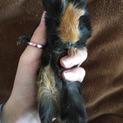 人懐っこいモルモット３匹