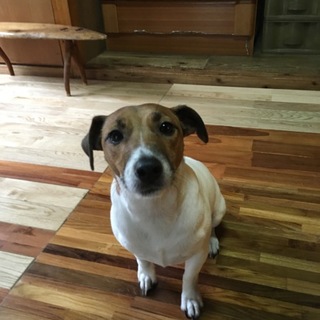 里親募集 ニーくん2才