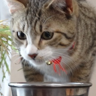 ソックスくん、人なれしている美男子君です！