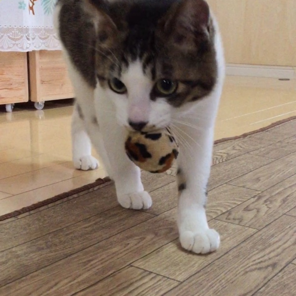 キーちゃんのカバー写真