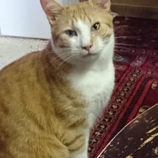 食いしん坊のロバートくん