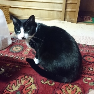 美人猫のラブさん