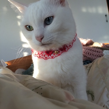 首輪買った♡♡