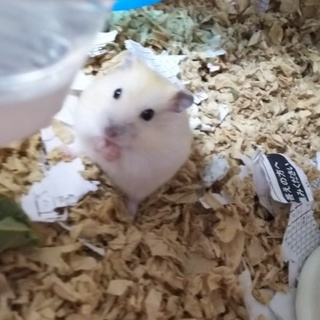 色の綺麗なプディングの女の子です。