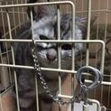 アメショ里親募集