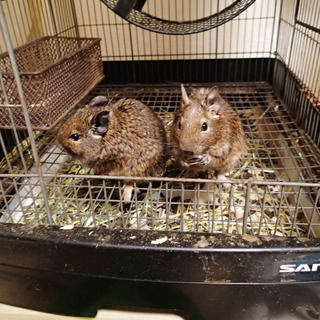 デグーの里親募集。