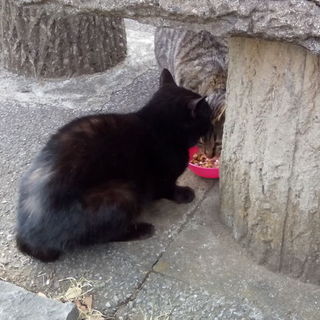 怪我をしている猫を助けてください！