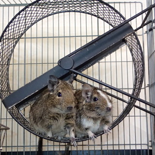 デグーの親子里親募集。