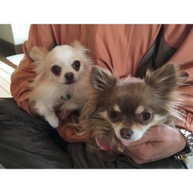 TEAM Chihauhauのカバー写真