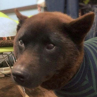 甲斐犬　女の子　推定2才　人なつっこい　吠えない