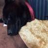 甲斐犬　女の子　推定2才　人なつっこい　吠えない サムネイル3