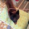 甲斐犬　女の子　推定2才　人なつっこい　吠えない サムネイル4