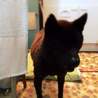 甲斐犬　女の子　推定2才　人なつっこい　吠えない サムネイル5