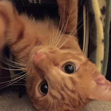 キャリーバッグの中が暖かいんだよ