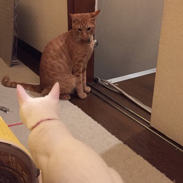 ソラちゃんが遊びにきた！