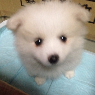 新しい家族 海です。