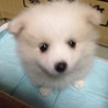 新しい家族 海です。