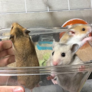 ゴールデンハムスターの赤ちゃんが生まれました