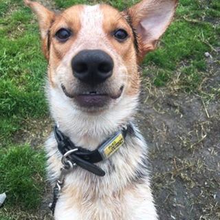 生後約8カ月の幼犬ジャスコ