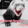 The Ferret Re...（保護活動者）