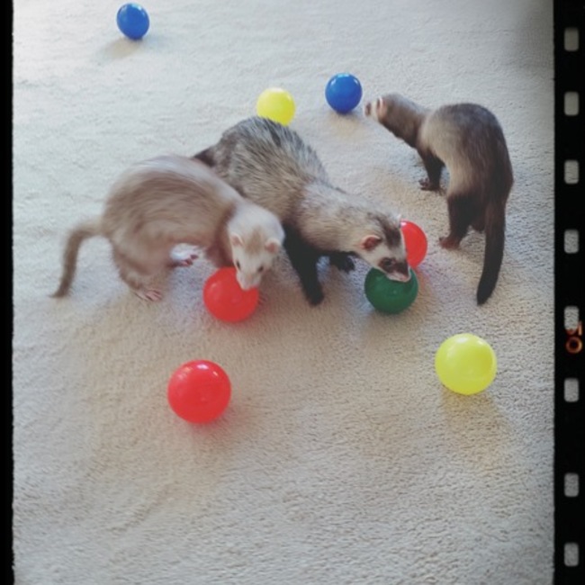 The Ferret Rescueのカバー写真