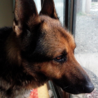 ハンサムなジャーマンシェパードの男の子