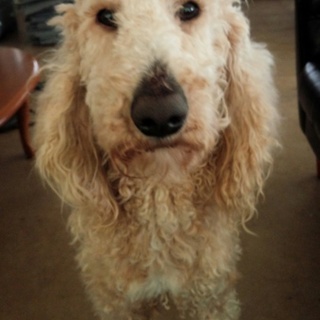 賢く美人スタンダードプードルの女の子