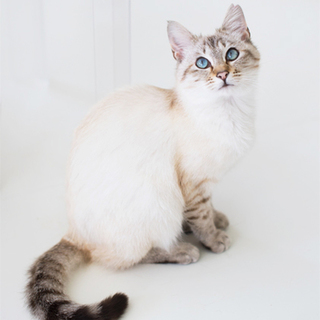 美人のさらりちゃん♪家族募集☆