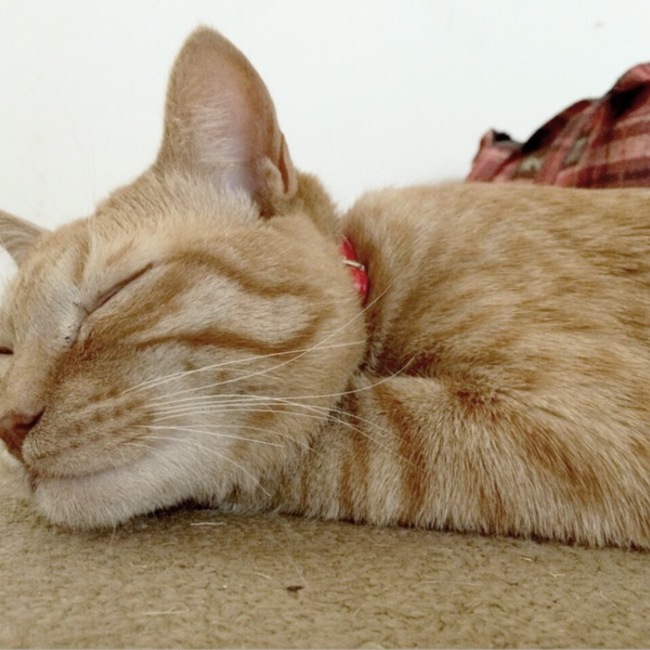 茶トラのプーのカバー写真