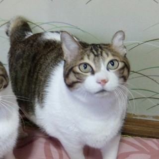 飼い主さん死亡のため急募！超 癒し系の成猫ちゃん